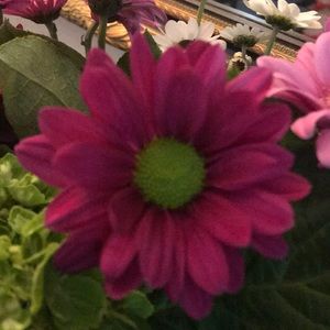 Meet your Posher, Renata